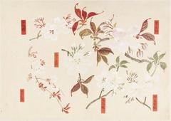 Cherry blossoms in full bloom at National Museum of Ethnology Leiden