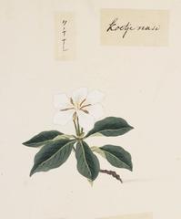 Beautiful white Gardenia augusta flower in bloom at National Museum of Ethnology, Leiden
