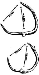 Antlers of male Sangai deer aged 3 to 4 years and 5 to 6 years shown side by side