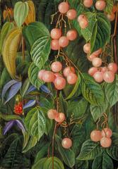 Marianne North Gallery