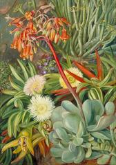 The Hottentot Fig and Other Succulents from the Karroo by Marianne North