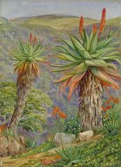 Painting of tree aloes and mesembryanthemums above Van Staaden's Kloof, South Africa by Marianne North