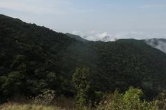 Evergreen forest in Silent Valley National Park Kerala with dense green trees under blue sky