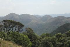 A lush green Shola forest in Silent Valley National Park with dense trees under a cloudy sky