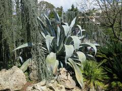 Large Agave americana plant at Parc Olbius Riquier in Hyères, Var, France