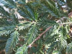 Close-up of Sequoia sempervirens foliage in Parc Olbius Riquier, Hyères, France