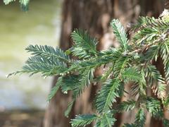 Close-up of Sequoia sempervirens foliage at Parc Olbius Riquier in Hyères, Var, France
