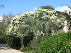 Tree with white flowers in Parc Olbius Riquier Hyères Var France