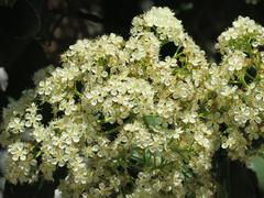Close-up of a tree with white flowers in Parc Olbius Riquier, Hyères, Var, France