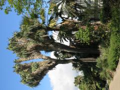 Yucca filifera plant in Parc Olbius Riquier Hyères France