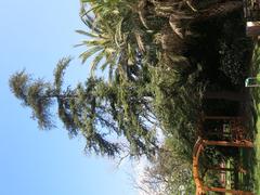 Cedrus atlantica tree in Parc Olbius Riquier Hyères France