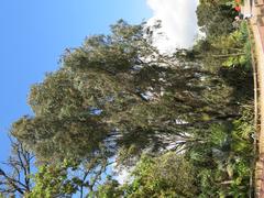 Eucalyptus camaldulensis tree in Parc Olbius Riquier, Hyères, Var, France