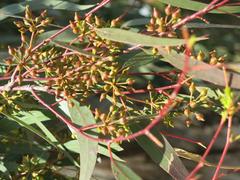Flower buds of Eucalyptus camaldulensis in Parc Olbius Riquier, Hyères, France