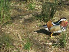 Mandarin duck in Parc Olbius Riquier Hyères