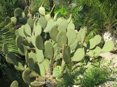 Opuntia cactus in Parc Olbius Riquier Hyères France