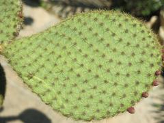 Cladode of Opuntia cactus in Parc Olbius Riquier, Hyères, Var, France