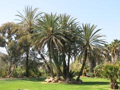 Palm trees in Parc Olbius Riquier in Hyères, France