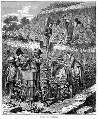 Gustave Roux painting of grape harvest scene