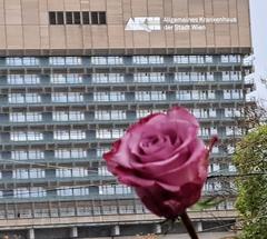 Red rose in front of Vienna General Hospital symbolizing Roses Revolution against obstetric violence