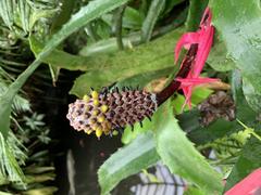 Close-up of Aechmea bromeliifolia plant with its vibrant, spiky flowers