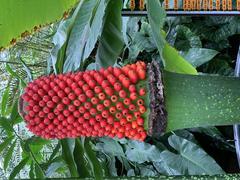 Amorphophallus titanum flower in bloom at Royal Botanic Garden Edinburgh