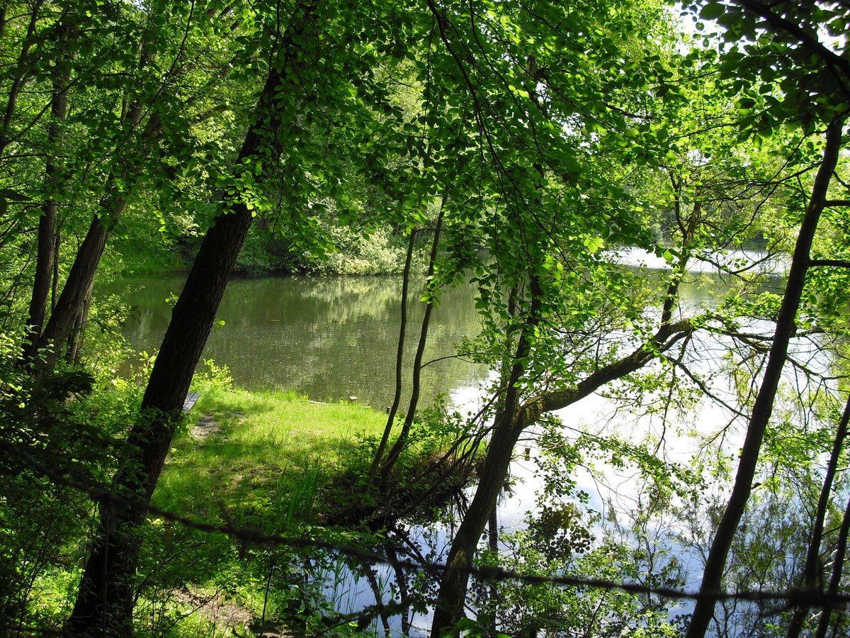 Scenic view of Zieglerteich pond surrounded by lush greenery under a blue sky