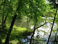 Scenic view of Zieglerteich pond surrounded by lush greenery under a blue sky