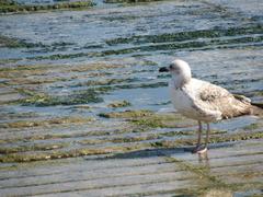 Lonely seagull perched on a wooden post near water