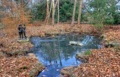 Small pond in St. Louis Botanical Garden with reflections of surrounding greenery