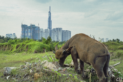 Landmark81 skyscraper in Ho Chi Minh City Vietnam