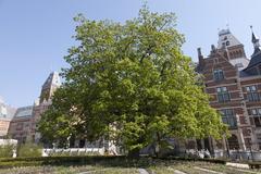 Garden layout at the Rijksmuseum with blossoming wingnut tree in spring 2013