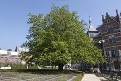 Garden landscaping at the Rijksmuseum with a blooming walnut tree in spring 2013