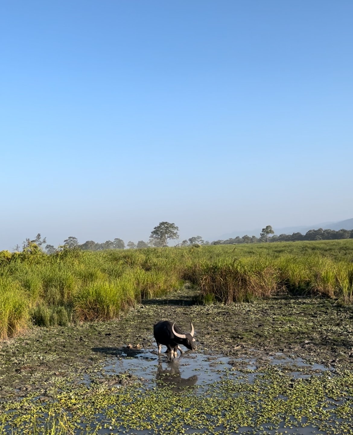 Buffalo resting calmly amidst lush green foliage and water in Kaziranga National Park