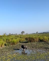 Buffalo resting calmly amidst lush green foliage and water in Kaziranga National Park
