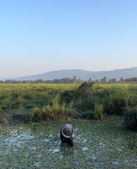 A buffalo resting peacefully in the wild surrounded by lush green grass under a clear sky in Kaziranga