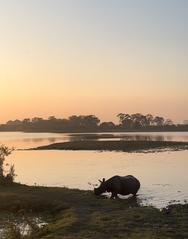 One-horned rhinoceros walking in Kaziranga during golden hour evening light
