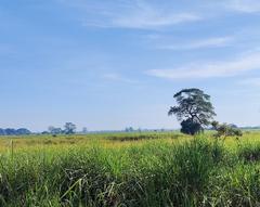 Grassland habitat in Kaziranga with a Black-necked stork nest and four juveniles on a tree