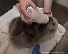 Cinder the sea otter pup being bottle-fed at SeaWorld San Diego