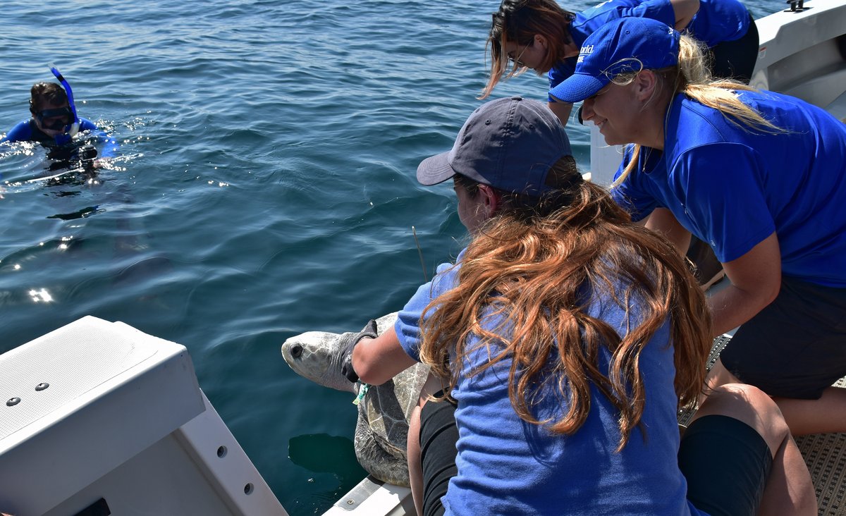Coral being released into the ocean by conservationists from Seattle Aquarium and SeaWorld San Diego