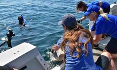 Coral being released into the ocean by staff from Seattle Aquarium and SeaWorld San Diego