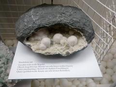 Basalt druse rock specimen in the Mensch & Natur Museum Munich
