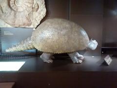 Glyptodon replica displayed at Museum Mensch & Natur in Munich