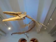 Mosasaurus skeleton displayed in the foyer of the Mensch & Natur Museum in Munich