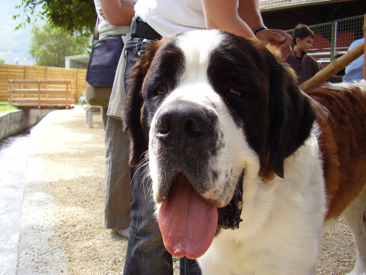 Saint Bernard dog statue inside the St. Bernard Dog Museum in Martigny, Switzerland