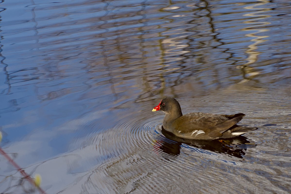 Water rail swimming in a moor lake from right to left