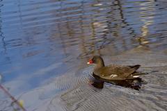 Water rail swimming in a moor lake from right to left