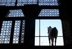 Horses Of Saint Mark