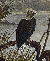 Detailed artistic depiction of a bald eagle by Karl Bodmer from Tableau 5 Mouth of Fox River Indiana
