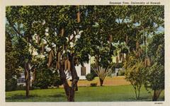 Sausage tree with hanging sausage-shaped fruits on the University of Hawaii campus