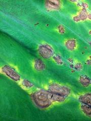 Brown lesions indicating taro leaf blight on taro plant leaf